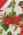Новогодняя скатерть наперон Christmas Новогодняя скатерть наперон Christmas